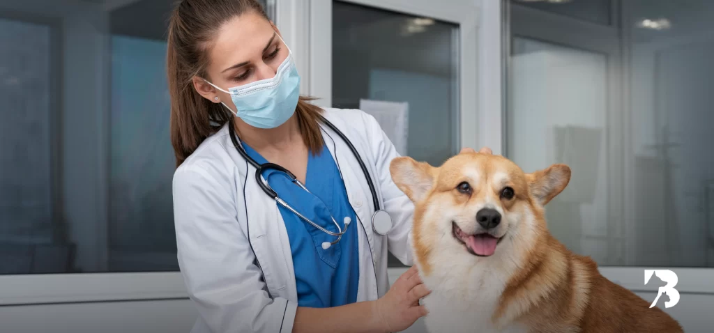La importancia de esterilizar a tu perro