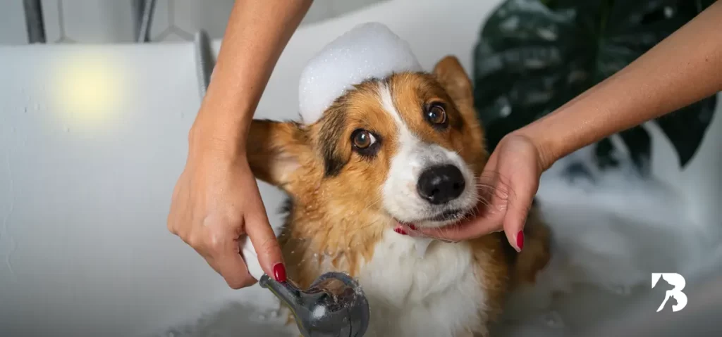 Mantén a tu perro limpio y saludable: ¿Con qué frecuencia debes bañarlo?