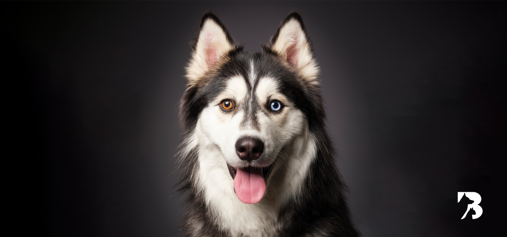 dos ojos de color en los perros significan endogamia