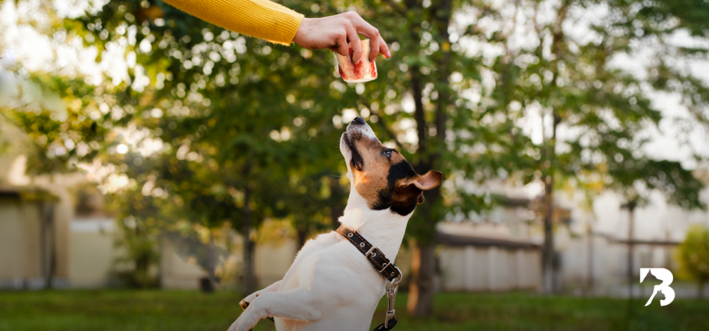 En la imagen vemos a un perro feliz por comer su Hueso Bone.