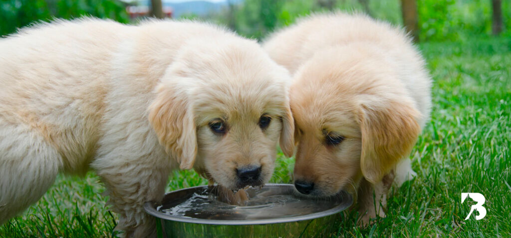 perros tomando agua