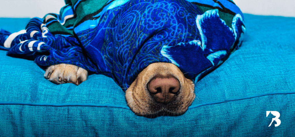 perro invierno frio