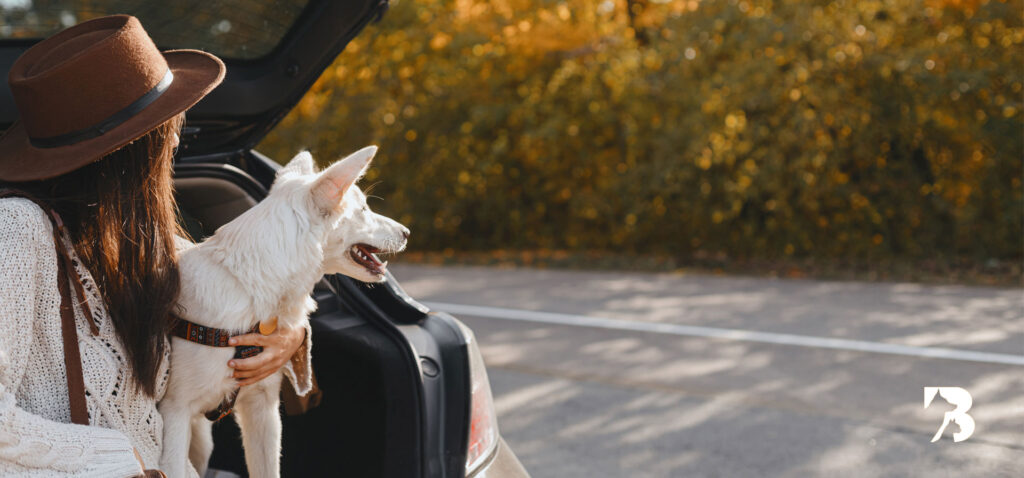 perro viajando con su dueño y comida BARF conservada en un cooler durante un paseo o feriado