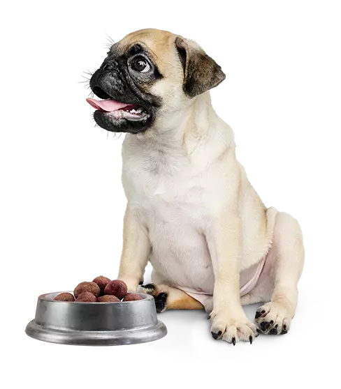 ¿Cómo calculamos la comida Barf?