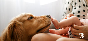 perro con bebé en casa convivencia segura