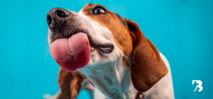 perro comiendo rápido su comida en plato