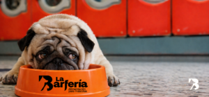 perro rechazando comida en su plato