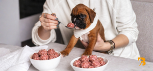 perro comiendo porciones de comida diaria