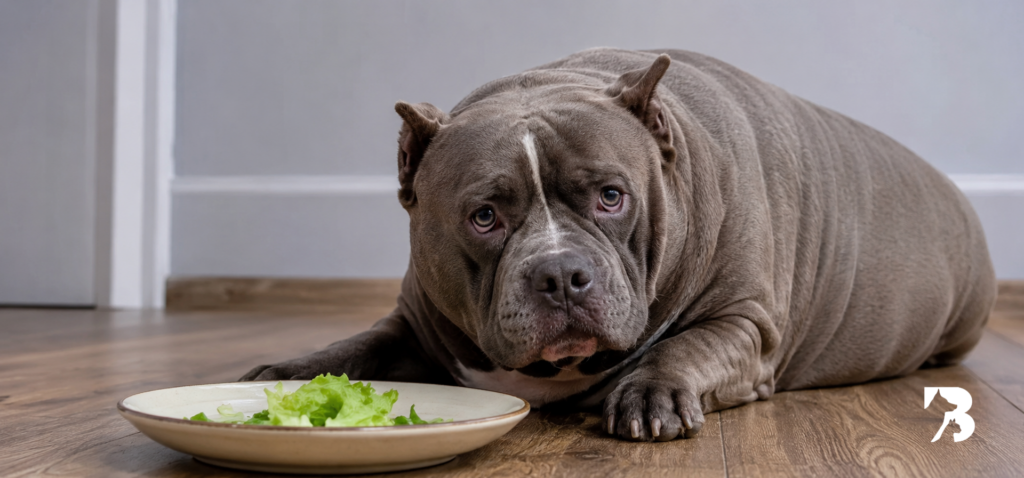 perro con sobrepeso mejorando con dieta barf