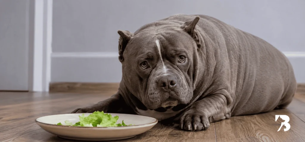 perro con sobrepeso mejorando con dieta barf
