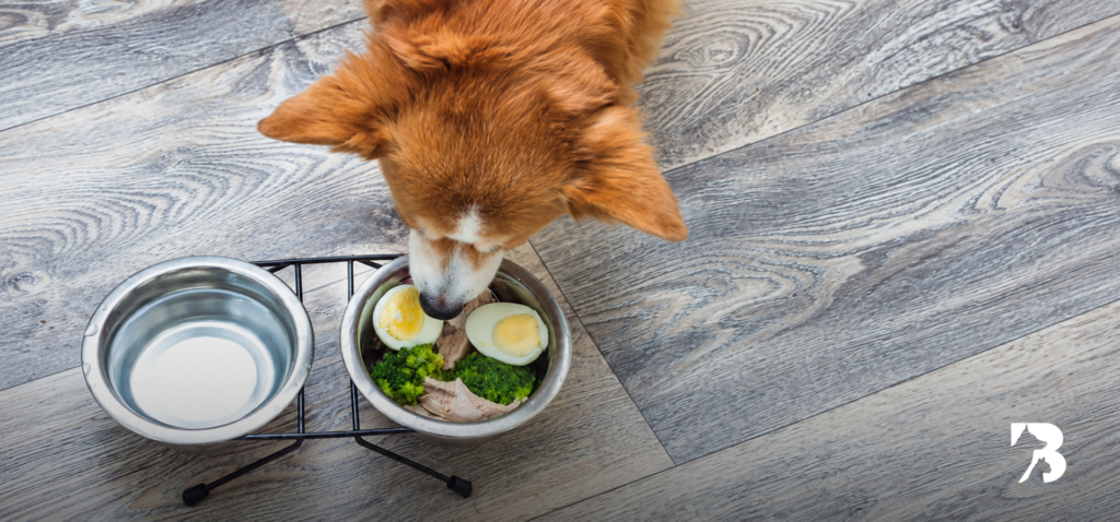 Perro comiendo huevo cocido y alimentos naturales en su plato junto a un recipiente con agua.