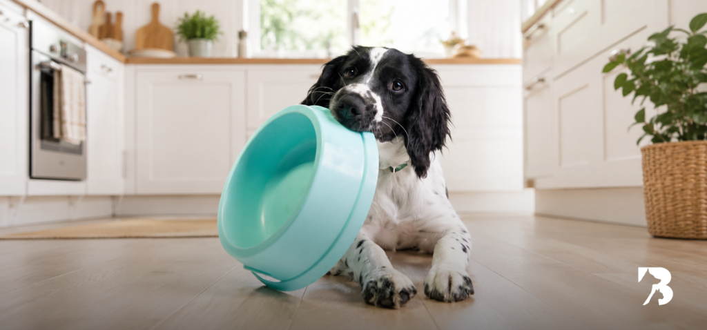 Perro con plato vacío en la cocina esperando su comida