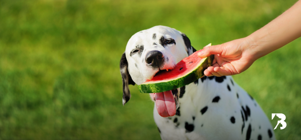 Perro dálmata comiendo sandía como snack natural y refrescante