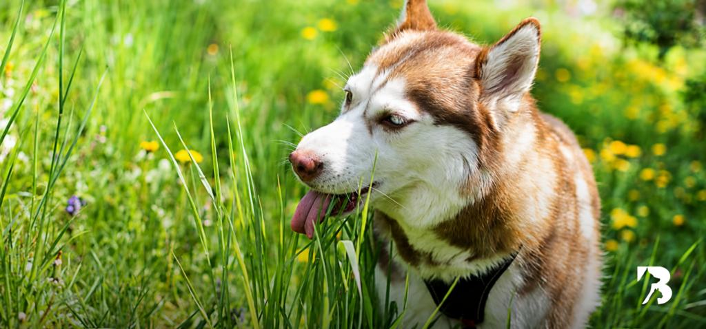 Perro husky caminando entre el pasto en un entorno natural al aire libre.